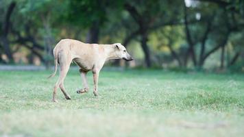 A dog running fast in the park standard quality image photo