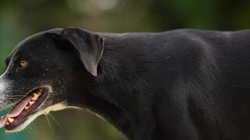 Black dog's brown eyes and poisonous teeth photo