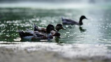 duck swimming in water image photo