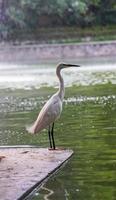 un blanco garceta en pie por el agua borde foto