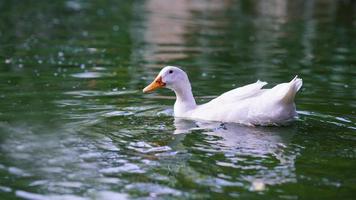 cute white duck in water photo
