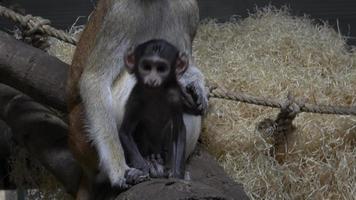 le singe patas erythrocebus patas, également connu sous le nom de singe wadi ou singe hussard video
