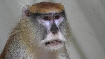 The patas monkey Erythrocebus patas, also known as the wadi monkey or hussar monkey video