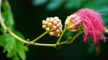 flower bud in rainy season photo