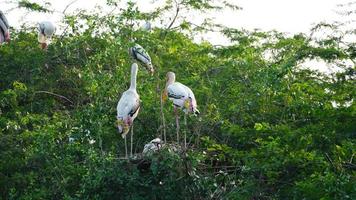 The great white pelican image photo