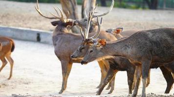 Sambhar deer flock together in the park photo