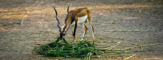 Cute deer eating green grass concept image photo