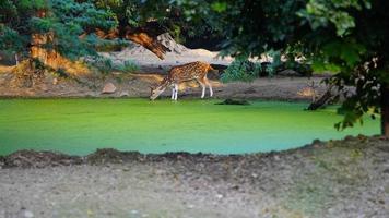 Unique image of spotted deer animal photo