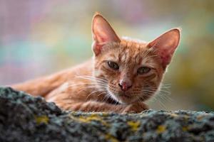 Selected face of a small brown cat photo