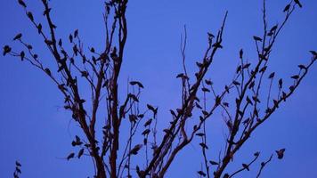 A crow of pigeons and crows on a tree branch photo