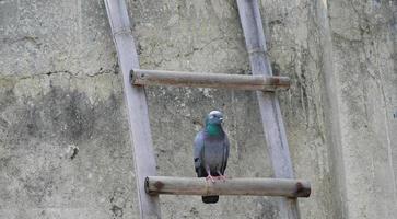 Portrait of a pigeon close up. photo