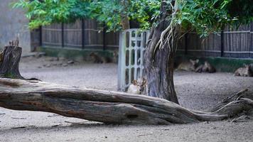 inocente pequeño ciervo en pie siguiente a árbol foto