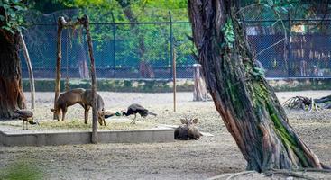 Peacock and deer standing together in a herd photo