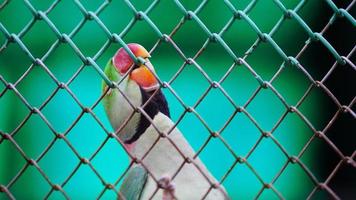 concepto imagen de loro Seleccione atención foto