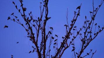 A crow of pigeons and crows on a tree branch photo