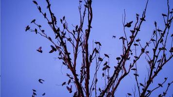 A crow of pigeons and crows on a tree branch photo