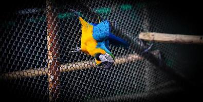 The blue-and-yellow macaw in stylish pose photo