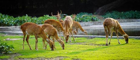 deer eating grass together in herd photo