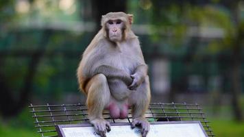 lonely monkey is sitting image photo