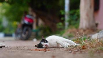 resting white cat image hd