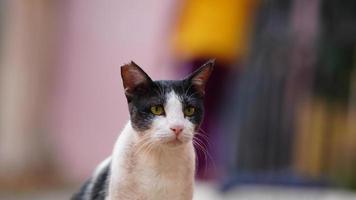 cute black and white cat photo