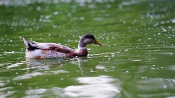 lonely ducks swimming in water photo