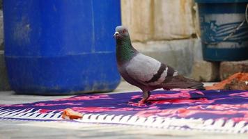 Portrait of a pigeon close up. photo