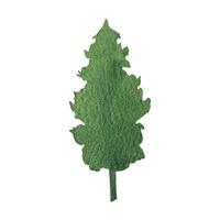 mano dibujado acuarela abeto árbol bosque clipart vector