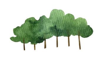 Hand drawn watercolor forest deciduous tree clipart vector