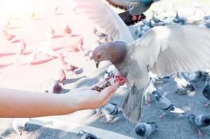 Pigeon eating from woman hand on the park,feeding pigeons in the park at the day time,Feed the birds photo