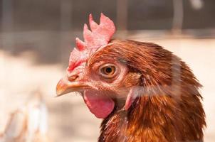 Mother Hen chicken on a farm in nature photo