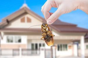 mano de mujer sosteniendo una cucaracha en el fondo de la casa, eliminar la cucaracha en la casa foto