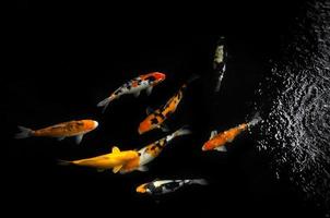 koi nadando en un jardín acuático, coloridos peces koi, detalle de coloridos peces carpa japonesa nadando en un estanque foto