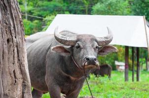 búfalo en el campo en el norte de tailandia foto