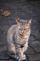 atigrado Bengala gato sentado en el piso, marrón linda gato, gato mintiendo, juguetón gato relajante vacaciones, vertical formato, selectivo atención foto