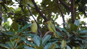 Two lovely parrots sitting on tree photo