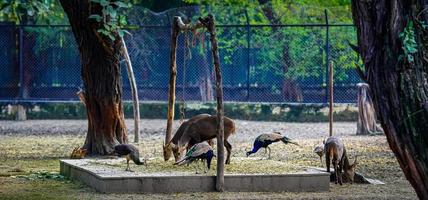 Peacock and deer standing together in a herd photo