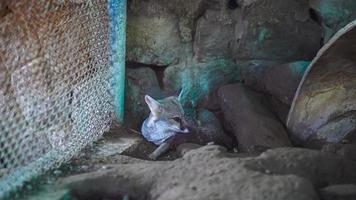 un temido zorro ocultación en el esquina foto