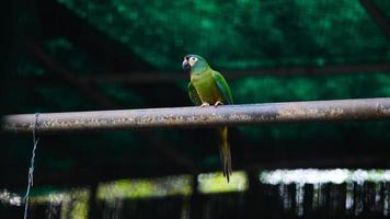 cute green parrot sitting on the road photo