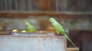 green parrot eating food image photo