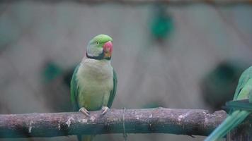 concepto imagen de loro Seleccione atención foto