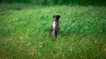 A beautiful dog sitting in the middle of the grass with outstretched tongue photo