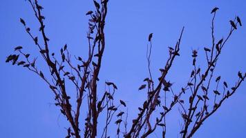 A crow of pigeons and crows on a tree branch photo