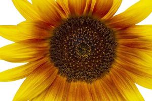 close up of decorative sunflower against white photo