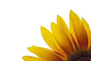 close up of sunflower petals isolated on white photo