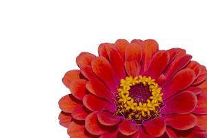 red zinnia flower against white background photo