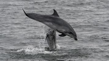 Two Dolphins jump out of the water off the shores of Namibia. photo