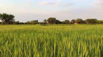 Green wheat field close up 4K video