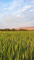 Green wheat field close up 4K video