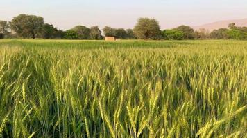 Green wheat field close up 4K video